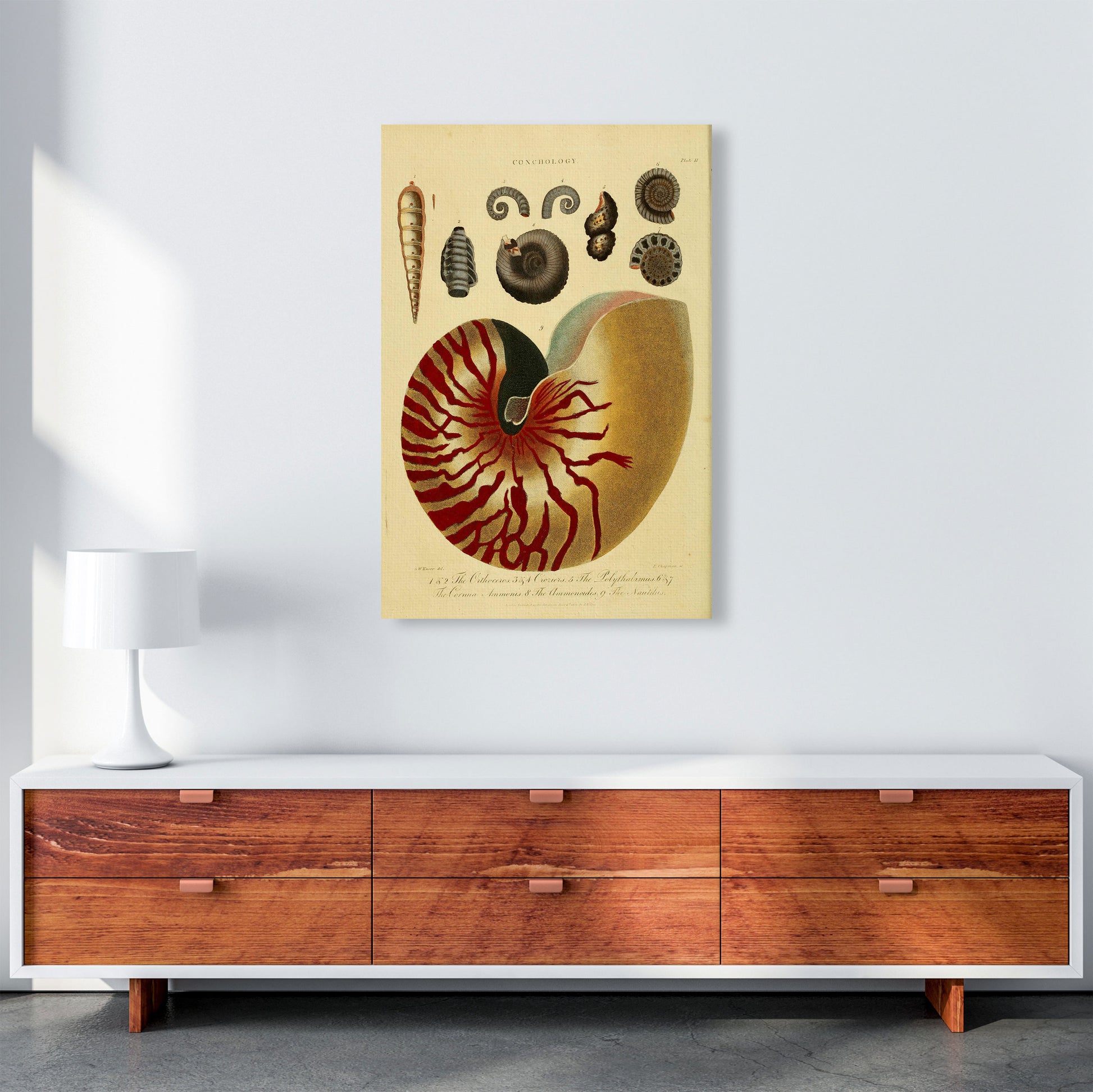 Vintage Conchology Art Print by Jason Stanley A1 Canvas