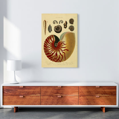 Vintage Conchology Art Print by Jason Stanley A1 Canvas