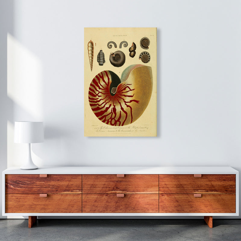 Vintage Conchology Art Print by Jason Stanley A1 Canvas