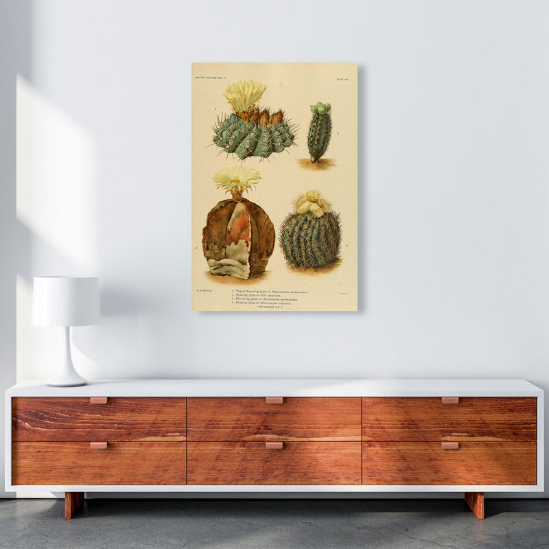 Cactus Series 16 Art Print by Jason Stanley A1 Canvas