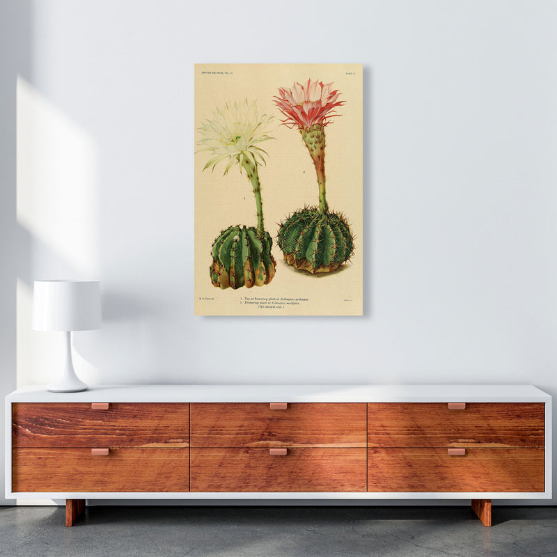 Cactus Series 5 Art Print by Jason Stanley A1 Canvas