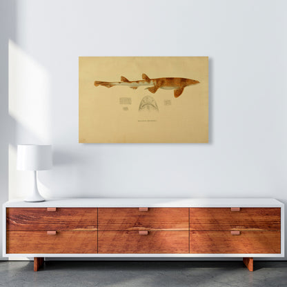 Shark Series 1 Art Print by Jason Stanley A1 Canvas