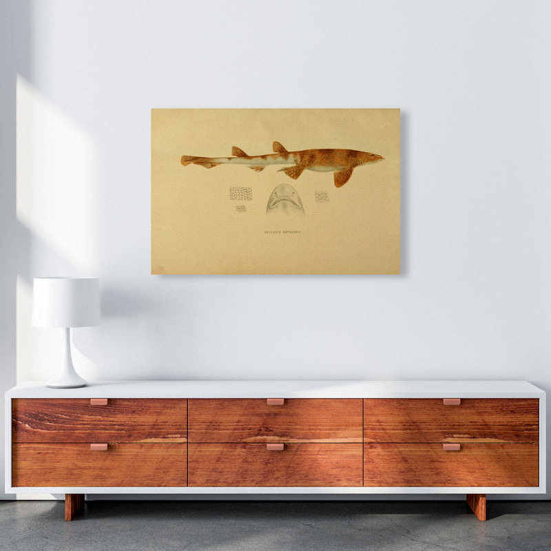 Shark Series 1 Art Print by Jason Stanley A1 Canvas