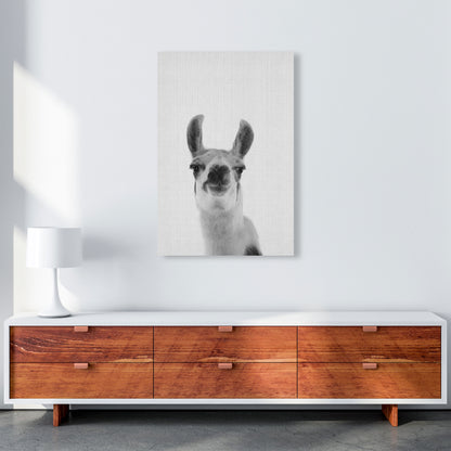 Llama Art Print by Jason Stanley A1 Canvas