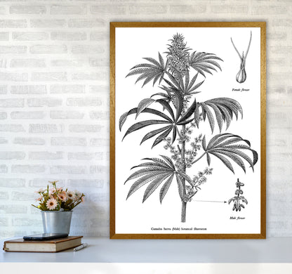 Cannabis Sativa Botanical Illustration Art Print by Jason Stanley A1 Print Only