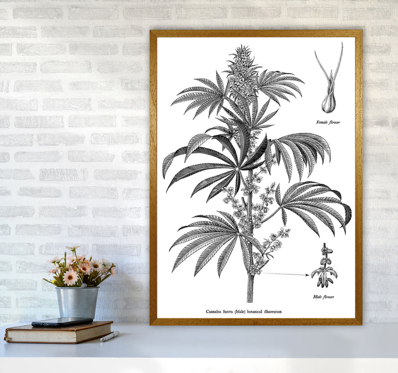 Cannabis Sativa Botanical Illustration Art Print by Jason Stanley A1 Print Only