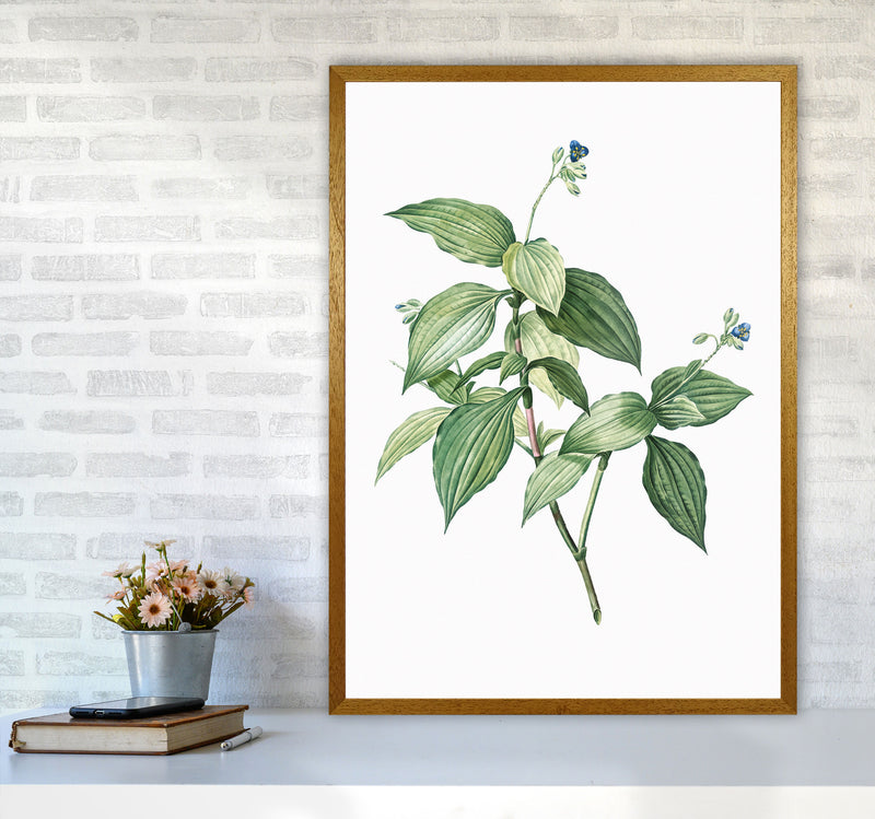 Vintage Botanical Plant Art Print by Jason Stanley A1 Print Only