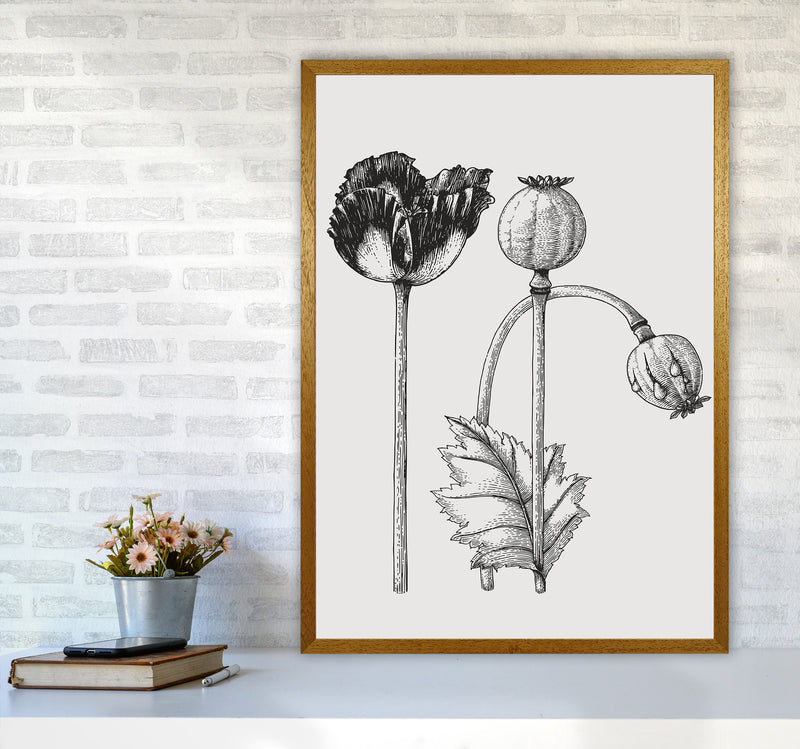 Vintage Poppy Plant Art Print by Jason Stanley A1 Print Only