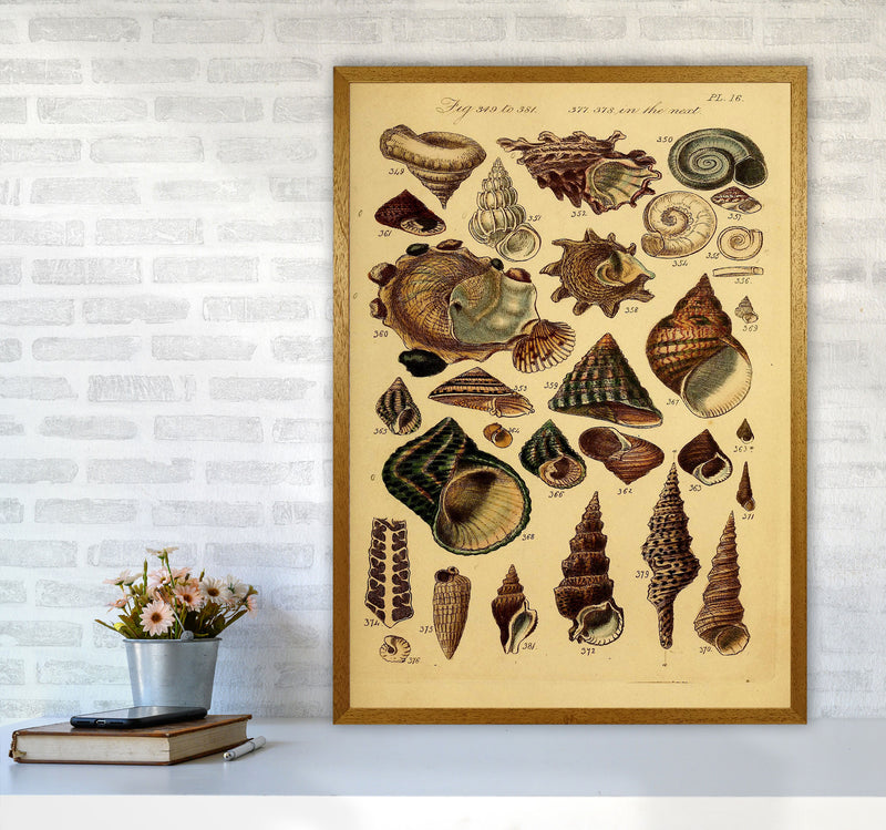 Vintage Shells Art Print by Jason Stanley A1 Print Only