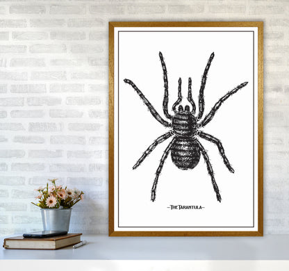 The Tarantula Art Print by Jason Stanley A1 Print Only