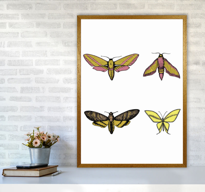 Vintage Moths Art Print by Jason Stanley A1 Print Only