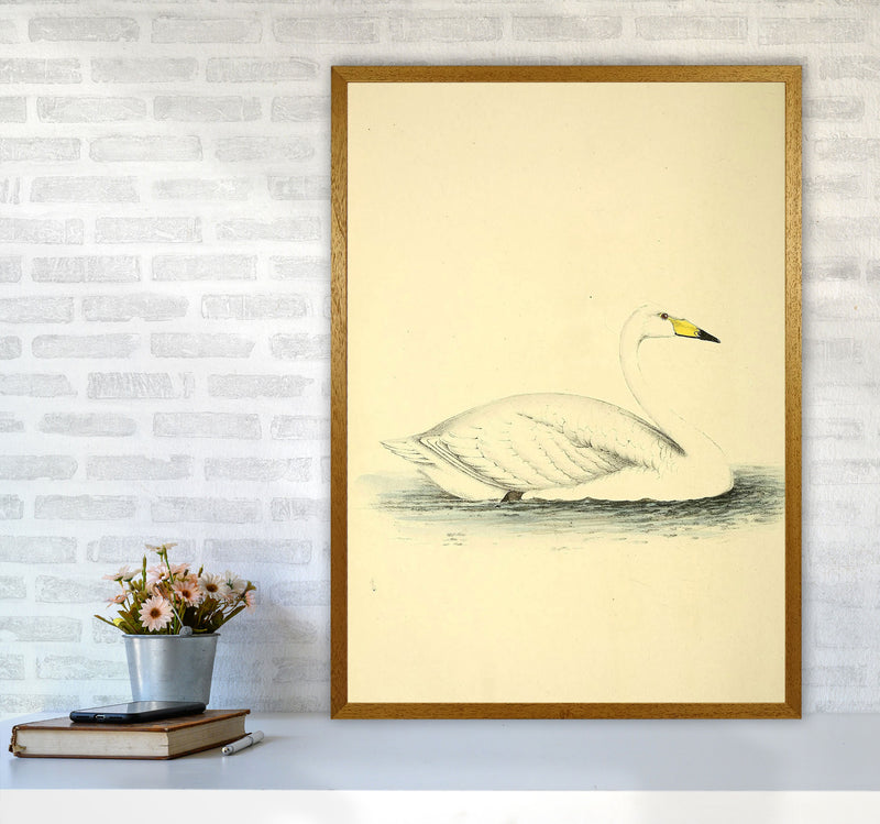 Vintage Swan Art Print by Jason Stanley A1 Print Only