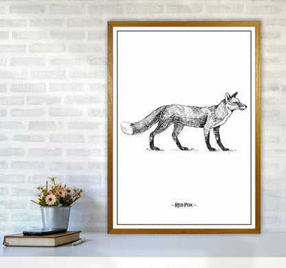 Red Fox Art Print by Jason Stanley A1 Print Only