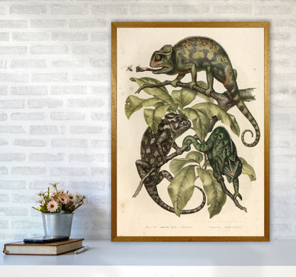 Vintage Chameleon Illustration Art Print by Jason Stanley A1 Print Only