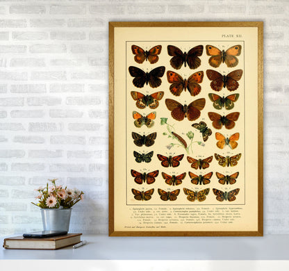 Vintage Butterfly Illustration #2 Art Print by Jason Stanley A1 Print Only