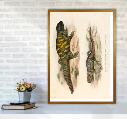 Vintage Lizard Illustration Art Print by Jason Stanley A1 Print Only