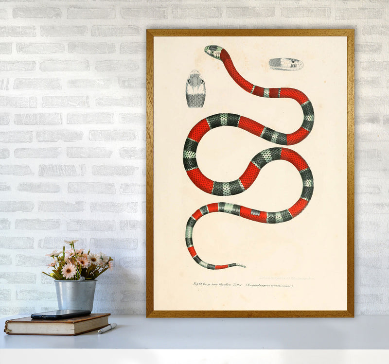 Vintage Snake Illustration 2 Art Print by Jason Stanley A1 Print Only