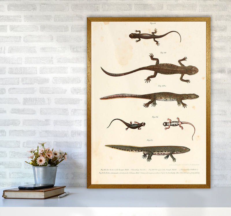 Vintage Newt Illustration Art Print by Jason Stanley A1 Print Only