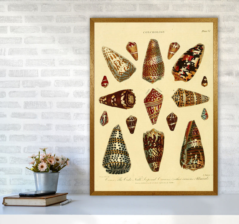 Conchology Illustration 2 Art Print by Jason Stanley A1 Print Only