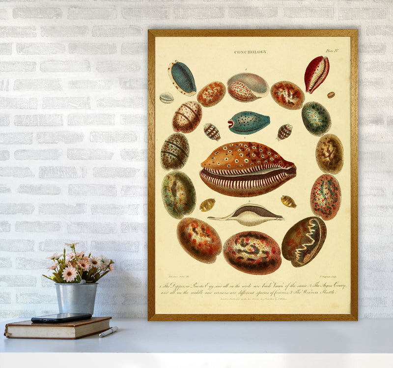 Conchology Illustration Art Print by Jason Stanley A1 Print Only