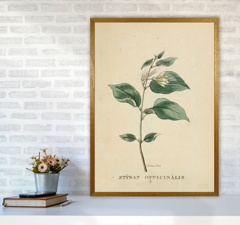 Vintage Flower Series 1 Art Print by Jason Stanley A1 Print Only