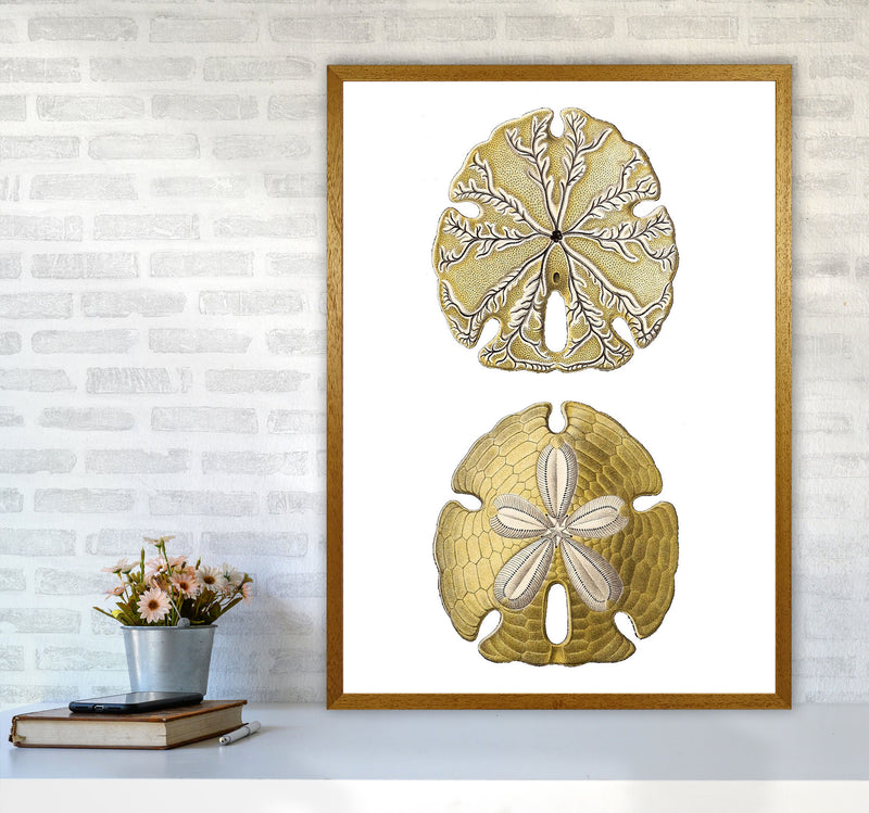 Sand Dollar Illustration Art Print by Jason Stanley A1 Print Only