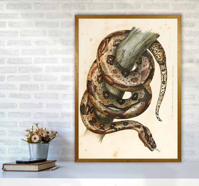 Vintage Snake Illustration Art Print by Jason Stanley A1 Print Only