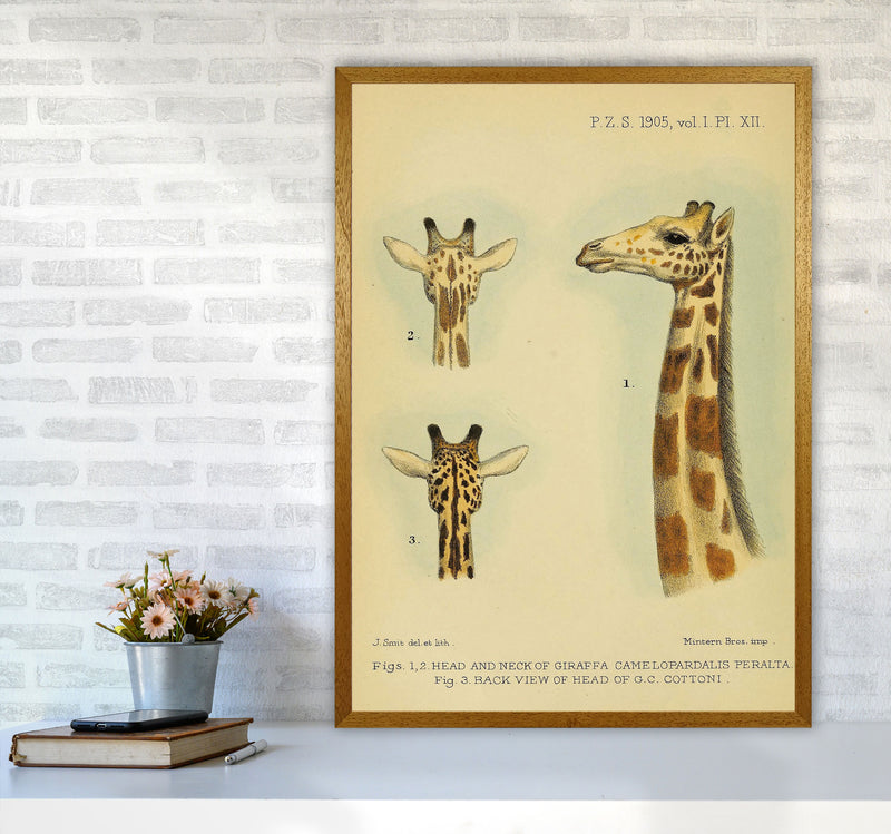 Longest Neck In The Jungle Art Print by Jason Stanley A1 Print Only