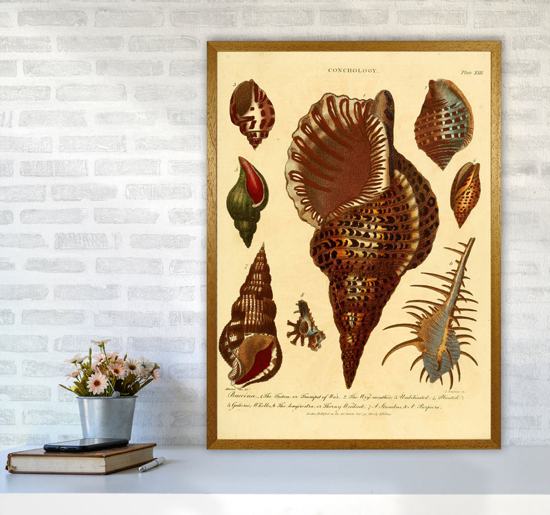 Vintage Conchology 2 Art Print by Jason Stanley A1 Print Only