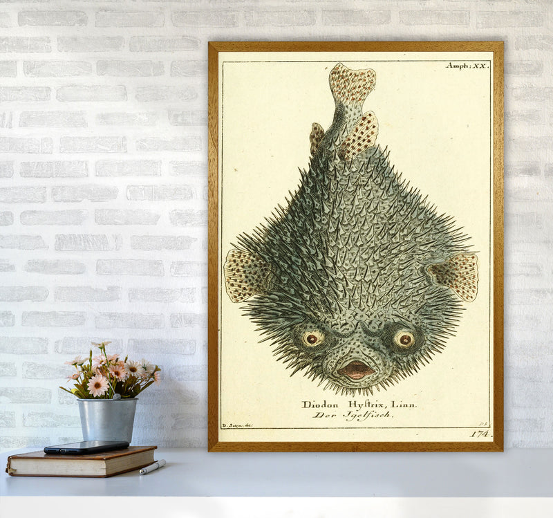 Vintage Japanese Fish Art Print by Jason Stanley A1 Print Only