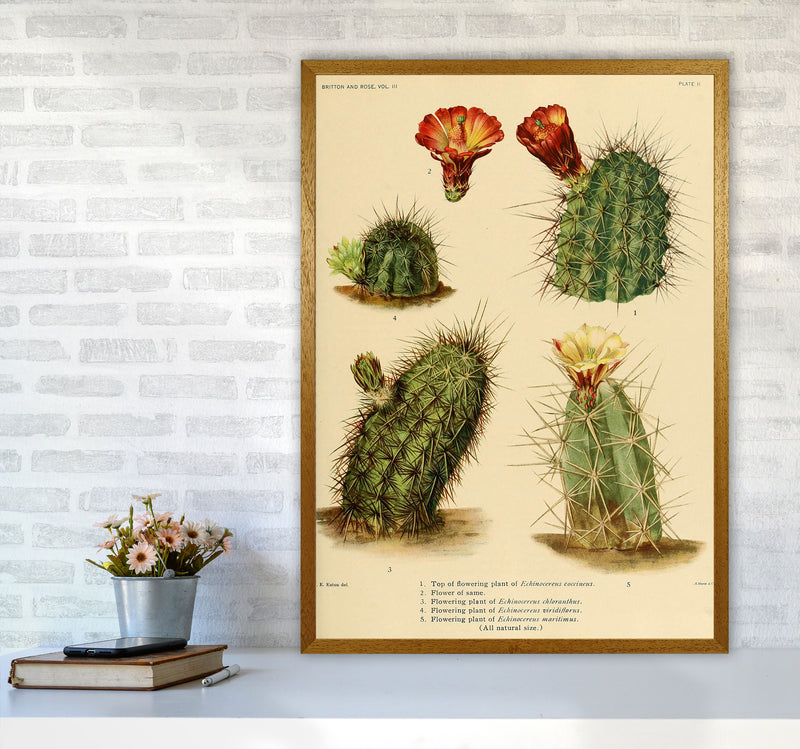 Cactus Series 1 Art Print by Jason Stanley A1 Print Only