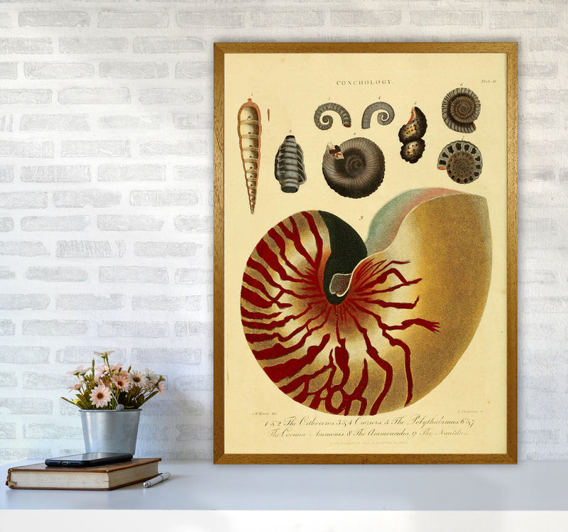 Vintage Conchology Art Print by Jason Stanley A1 Print Only