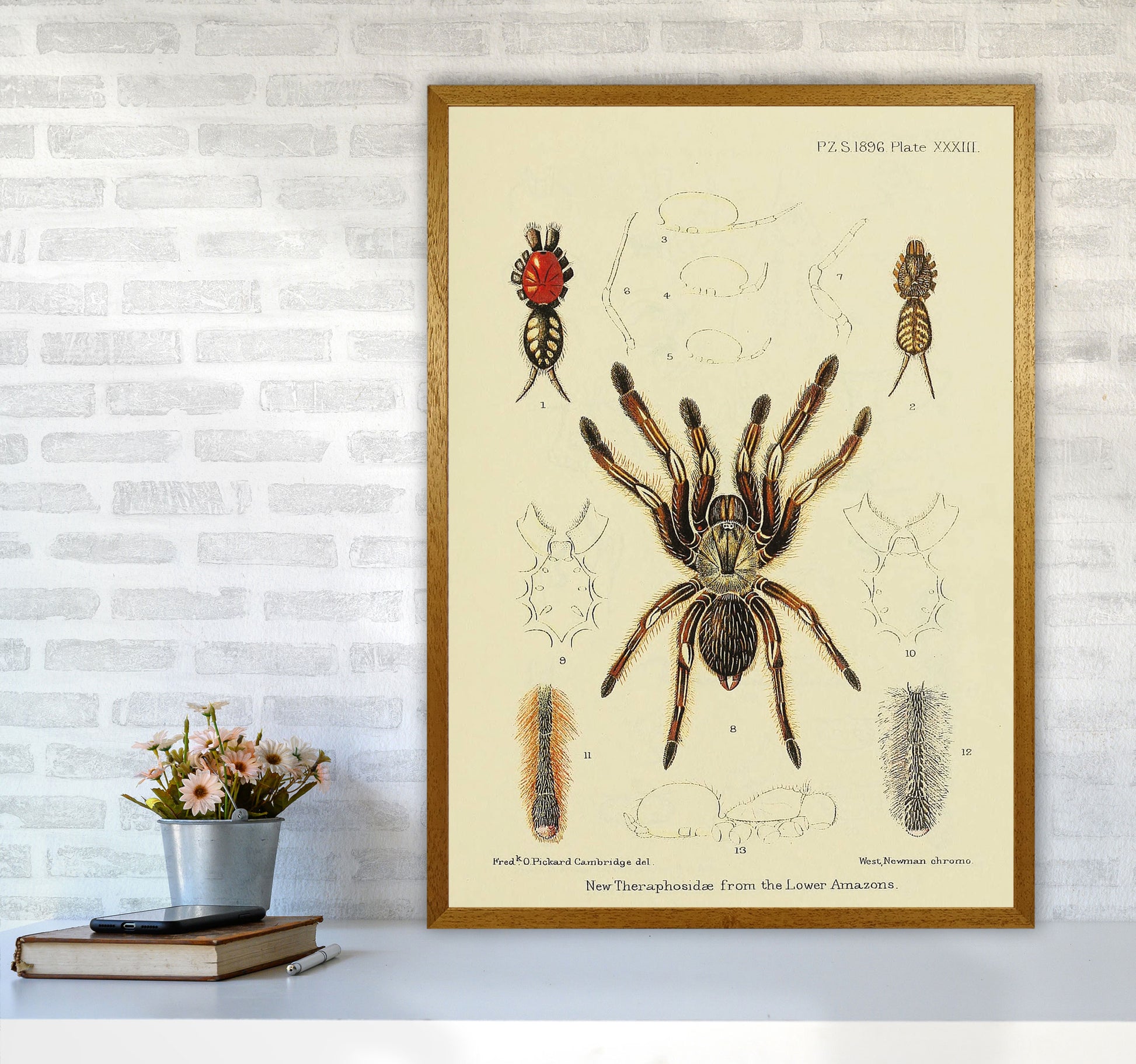 Vintage Tarantula Art Print by Jason Stanley A1 Print Only