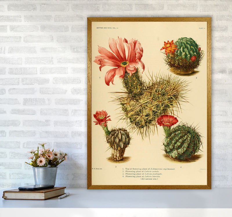 Cactus Series 4 Art Print by Jason Stanley A1 Print Only