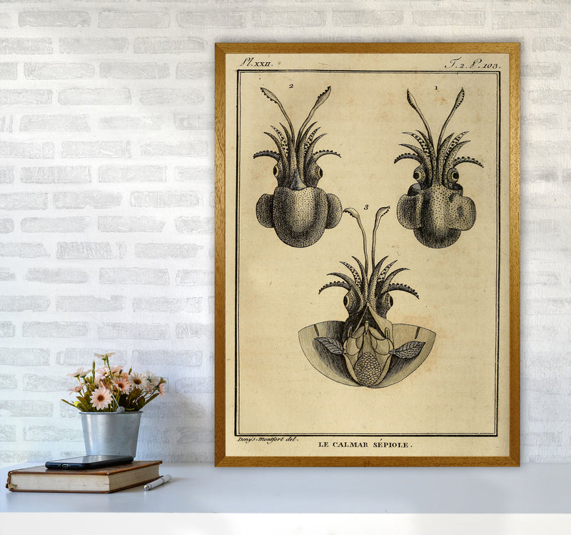 Vintage Squid 3 Art Print by Jason Stanley A1 Print Only
