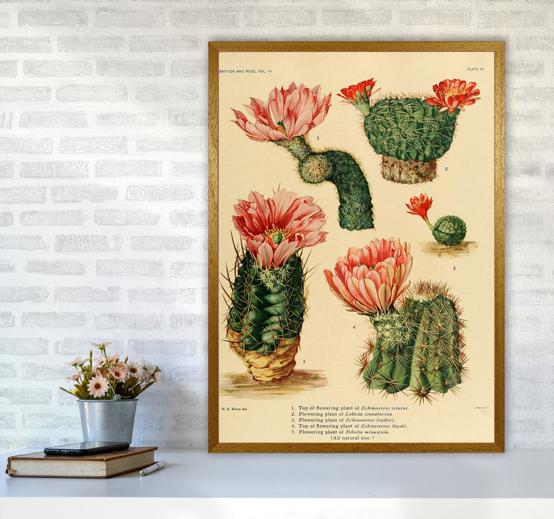 Cactus Series 3 Art Print by Jason Stanley A1 Print Only