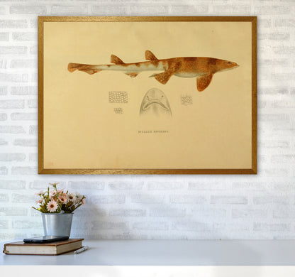 Shark Series 1 Art Print by Jason Stanley A1 Print Only