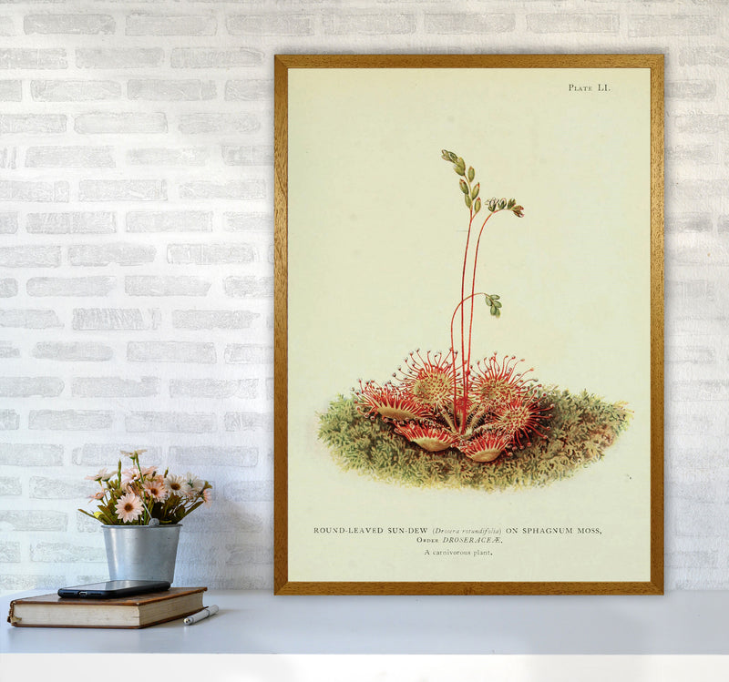 Venus Fly Trap Art Print by Jason Stanley A1 Print Only