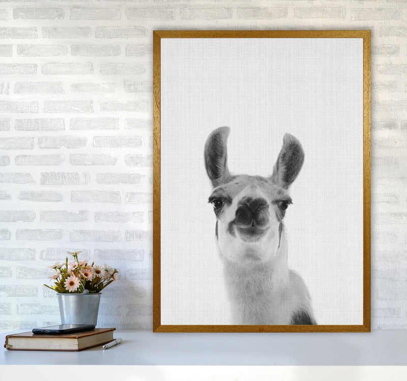 Llama Art Print by Jason Stanley A1 Print Only