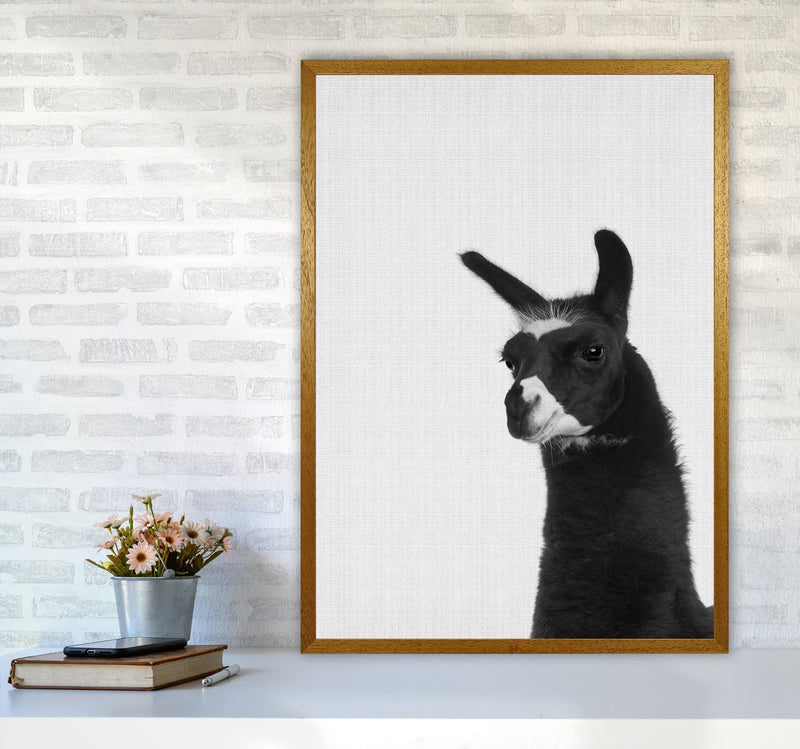 Llama