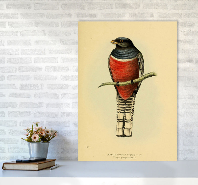 Vintage Purple Breasted Trogon Art Print by Jason Stanley A1 Black Frame