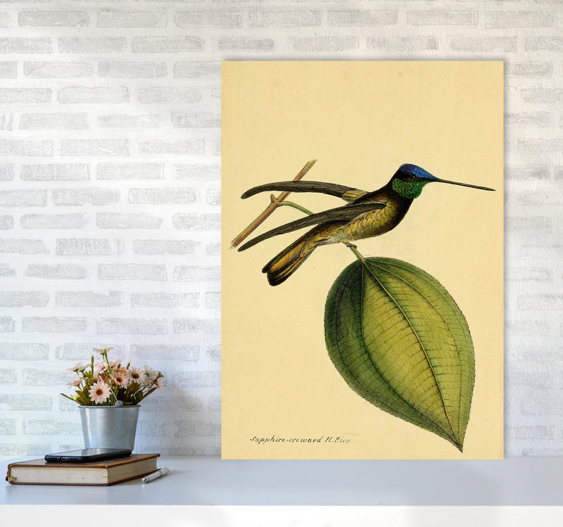 Crowned Humming Bird Art Print by Jason Stanley A1 Black Frame