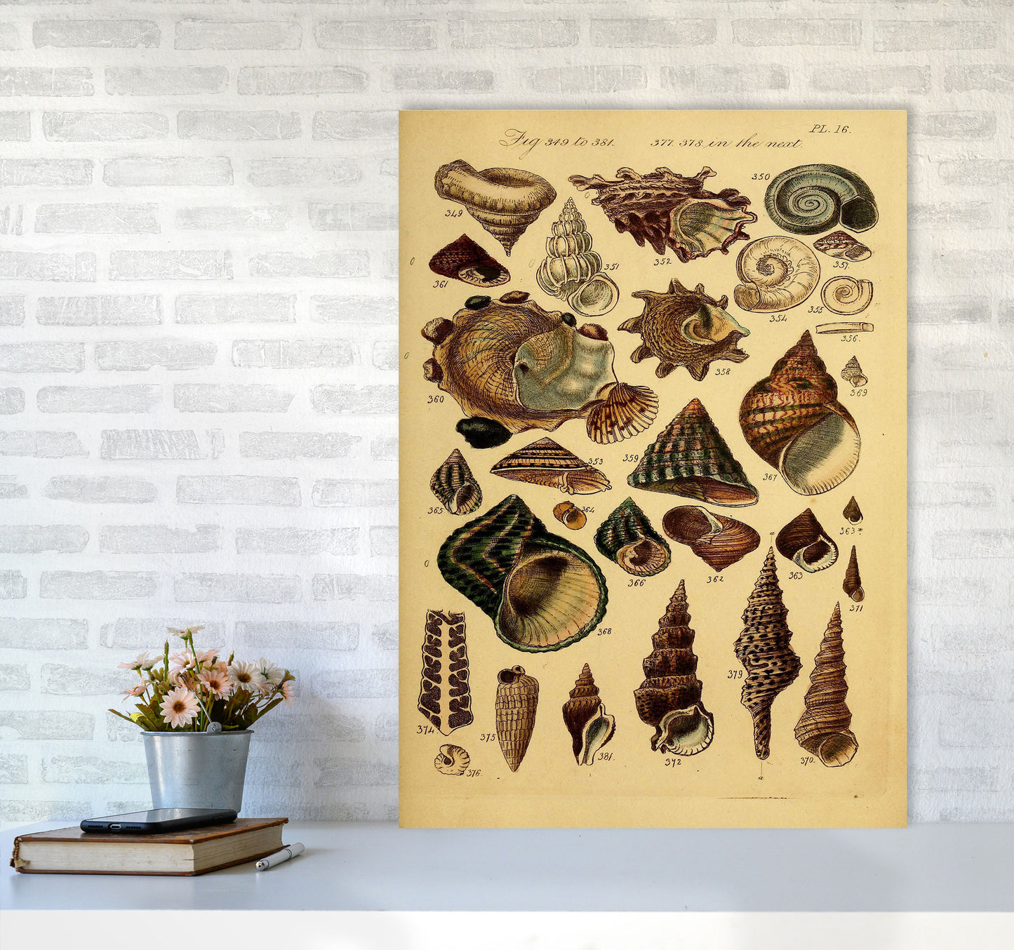 Vintage Shells Art Print by Jason Stanley A1 Black Frame