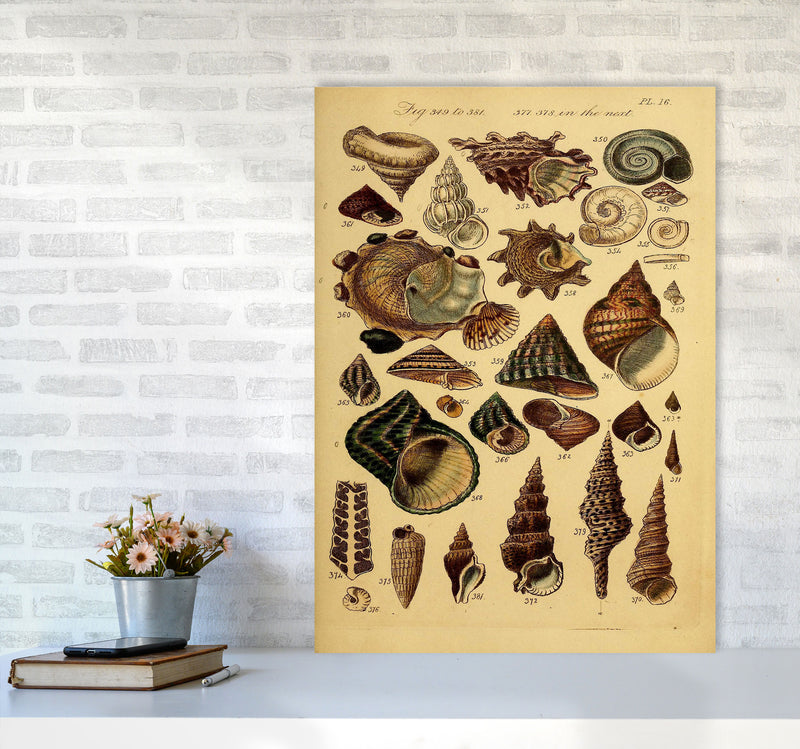 Vintage Shells Art Print by Jason Stanley A1 Black Frame