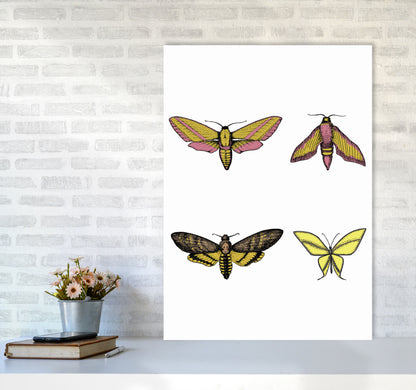 Vintage Moths Art Print by Jason Stanley A1 Black Frame