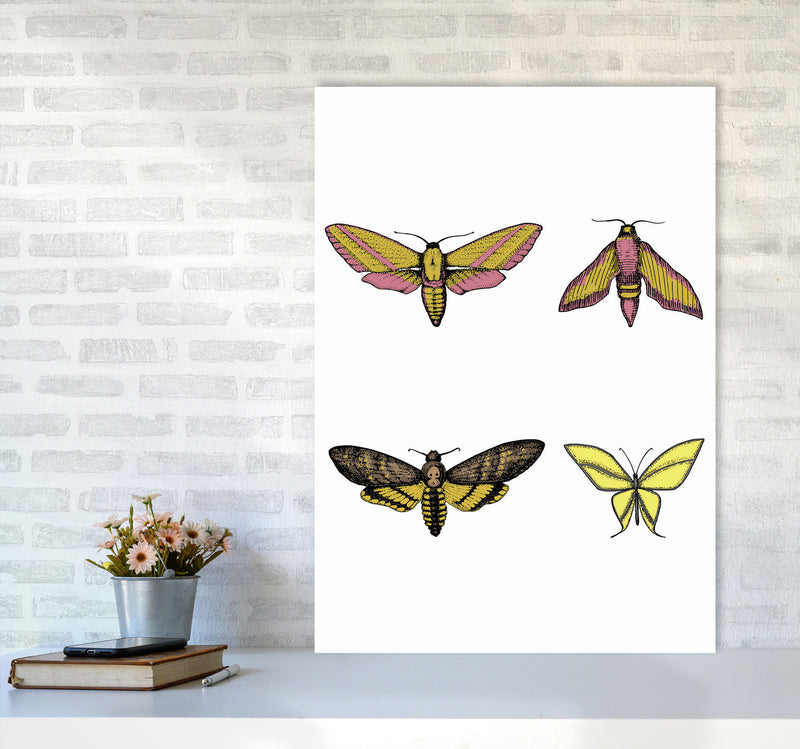 Vintage Moths Art Print by Jason Stanley A1 Black Frame