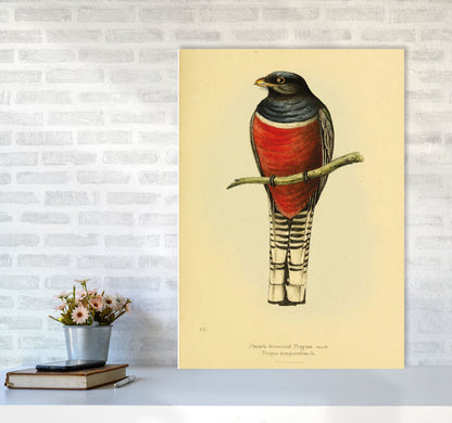 Purple Breasted Trogon Copy Art Print by Jason Stanley A1 Black Frame