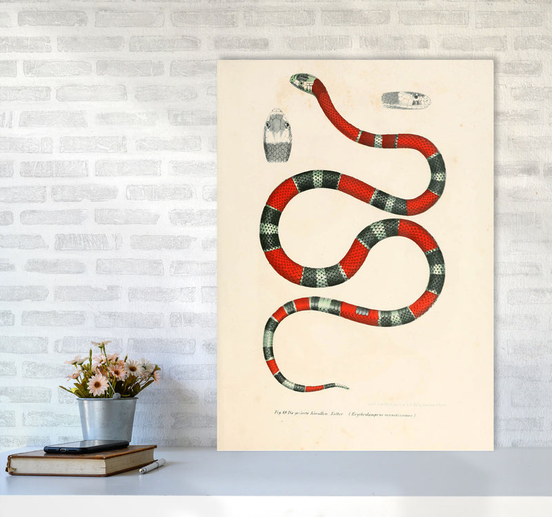 Vintage Snake Illustration 2 Art Print by Jason Stanley A1 Black Frame
