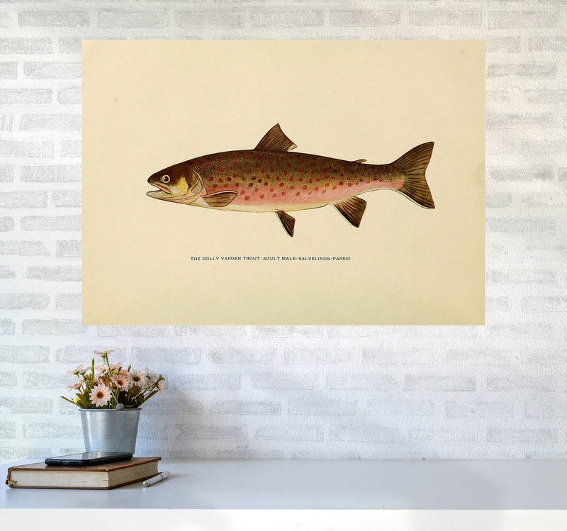 Dolly Varden Trout Illustration Art Print by Jason Stanley A1 Black Frame