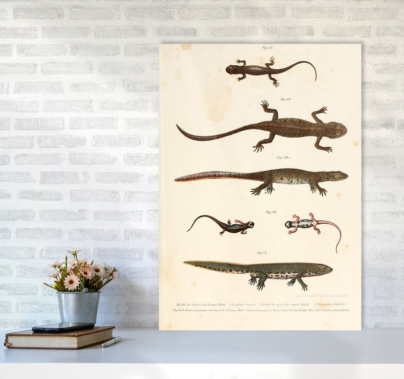 Vintage Newt Illustration Art Print by Jason Stanley A1 Black Frame